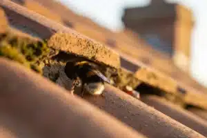 Nid de bourdon sous toiture : 3 solutions sécuritaires