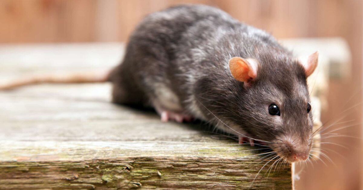 rats et souris cette simple feuille est l’astuce ultime pour les faire fuir pour toujours